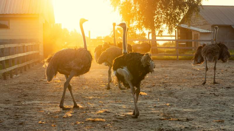 Ostriches iat the Artestruz ostrich farm in Campos, Mallorca, Spain.