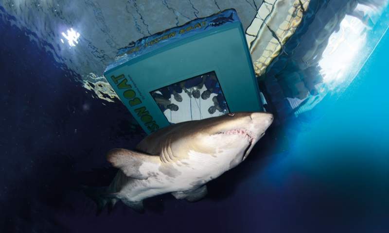 Sharks swimming in a tank at Palma Aquarium, Mallorca.