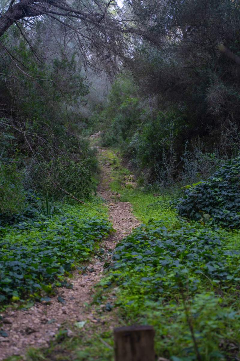 Woods on the hill of Puig de Santueri in Pollenca, Mallorca.