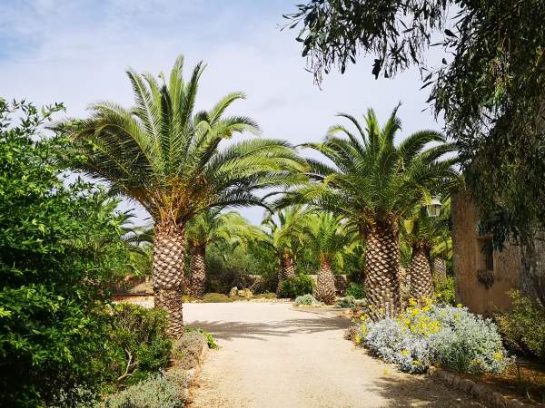 Tranquil garden with palm trees and Mediterranean flowers next to the oratory of Sant Blai in Campos, Mallorca.