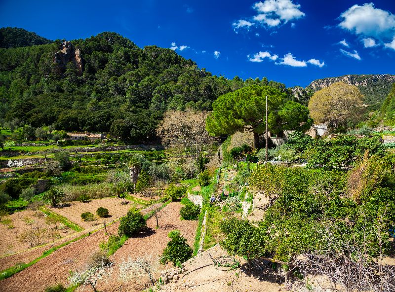 Lush mountain valley in Binibona area in the Serra de Tramuntana, Mallorca, Spain.