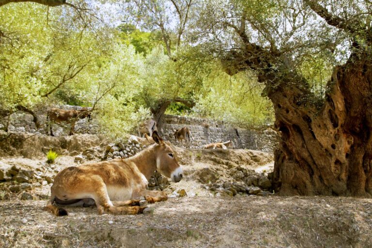 Donkeys relaxing in the shadows under an olive tree at an agroturismo farm in Lloret de Vistalegre, Mallorca, Spain.