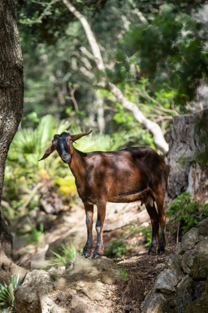 Goat in the nature park of Reserva Park in the mountains of Puigpunyent, Mallorca island, Spain.