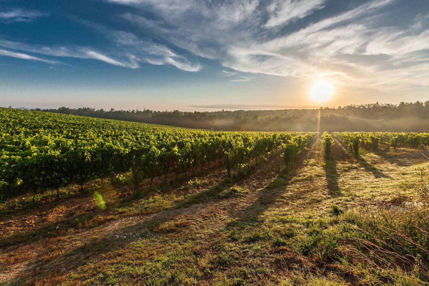 Vineyards on a sunny day in Santa Eugenia, Mallorca, Spain.
