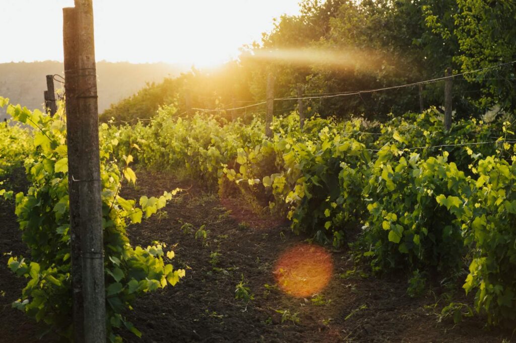 Sunny rural countryside in Vilafranca de Bonany, Mallorca island, Spain.