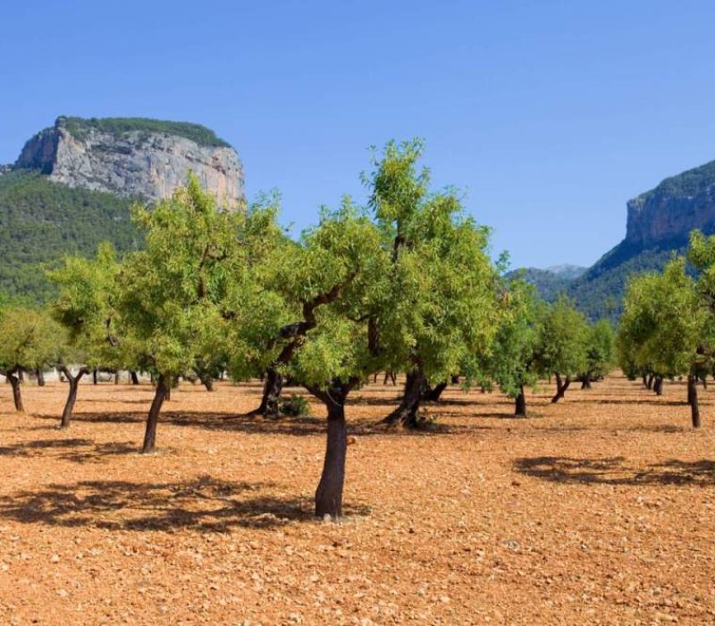 Valley of almond trees belong the mountains in Alaró, Mallorca, Spain.