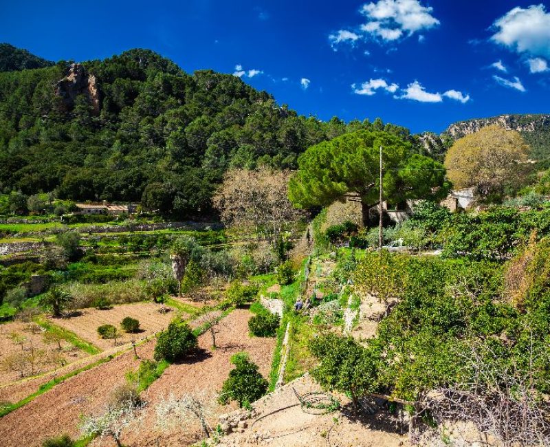 Lush mountain valley in Binibona area in the Serra de Tramuntana, Mallorca, Spain.