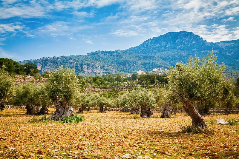 Groves of olive trees with mountains in the background in Caimari, Mallorca, Spain.
