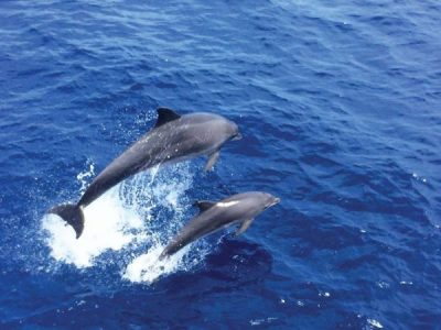 dolphin-cruise-santa-ponca-peguera-mallorca-spain