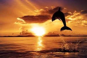 dolphin-mallorca-sunset-boat-trip