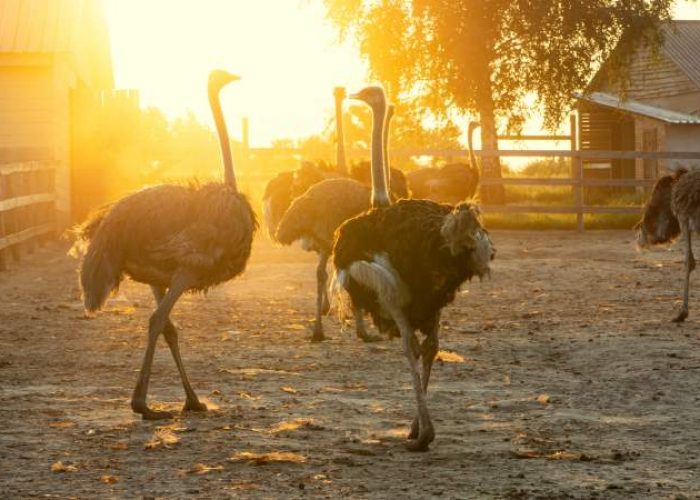Ostriches iat the Artestruz ostrich farm in Campos, Mallorca, Spain.
