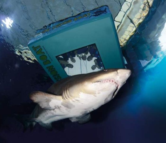 Sharks swimming in a tank at Palma Aquarium