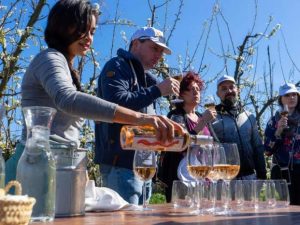 winery-wine-vinyard-mallorca-people-tasting-drinking